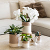 Philodendron ‚White Measure' – Ansicht 5