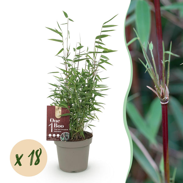 Schirmbambus ‚Red Dragon' – Fargesia