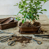Bonsai-Wurzelhaken – Bonsai-Werkzeug