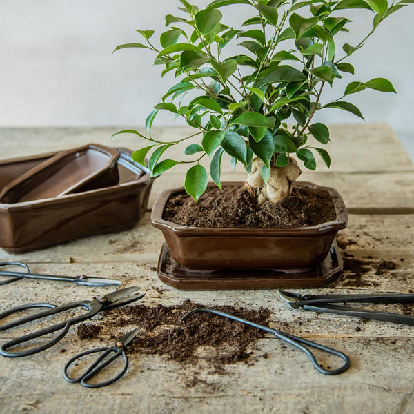 Bonsai-Wurzelhaken – Bonsai-Werkzeug