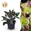 Lenzrose ‚Purple Marble' – Helleborus lividus