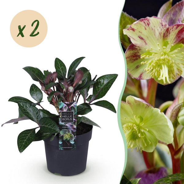 Lenzrose ‚Purple Marble' – Helleborus lividus