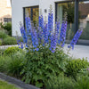 Rittersporn ‚Blue Bird' – Delphinium x cultorum – Ansicht 6