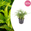Borstiger Schildfarn ‚Herrenhausen' – Polystichum setiferum