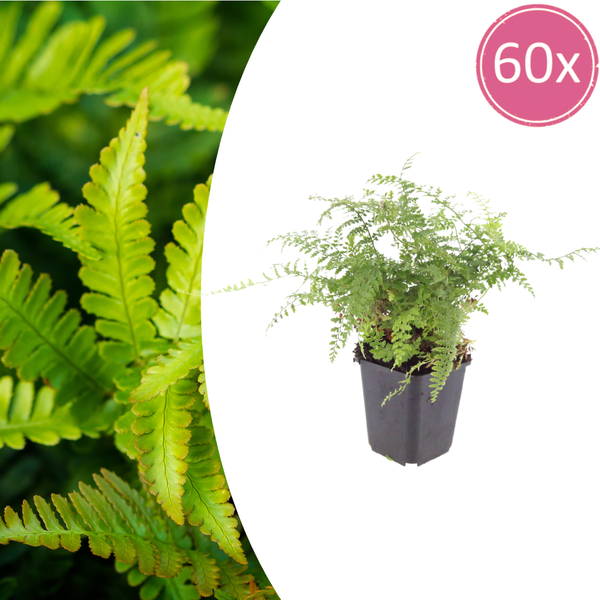 Borstiger Schildfarn ‚Herrenhausen' – Polystichum setiferum