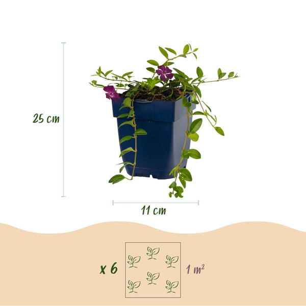 Kleines Immergrün ‚Atropurpurea' – Vinca minor – Ansicht 3
