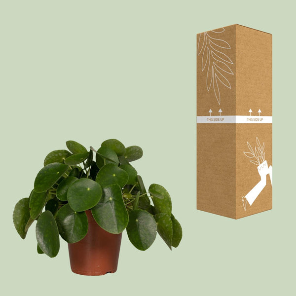 Ufopflanze – Pilea peperomioides – Ansicht 8