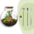 Flaschengarten-Set „Bolder Bob" – Bonsai im Glas