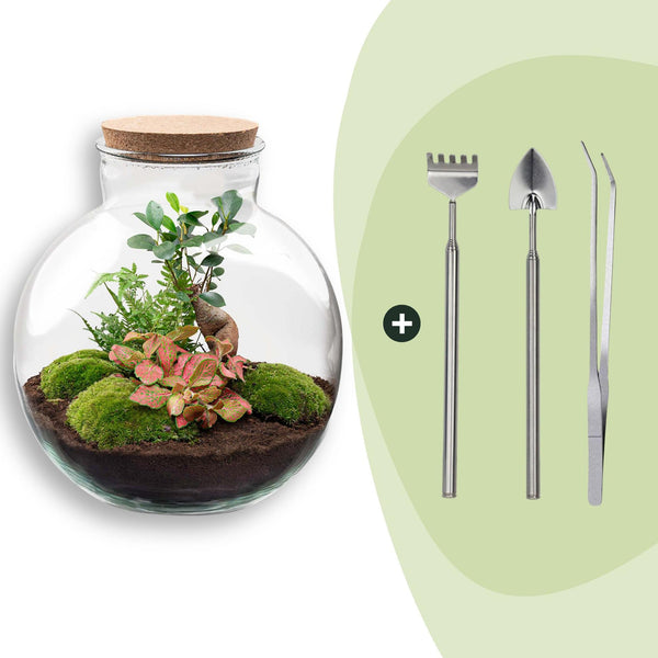Flaschengarten-Set „Bolder Bob" – Bonsai im Glas