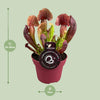 Schlauchpflanze – Sarracenia × catesbaei – Ansicht 2