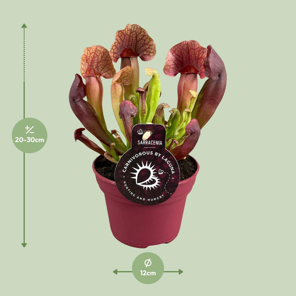 Schlauchpflanze – Sarracenia × catesbaei – Ansicht 2