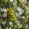 Jasmin-Set „Tricolour“ – 3 Jasminarten in Gelb, Weiß und Rosa – Ansicht 5