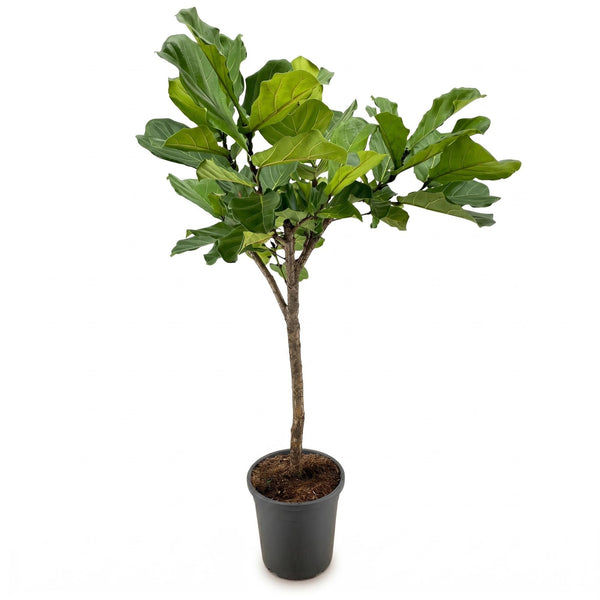 Geigenfeige – Ficus lyrata