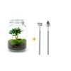 Flaschengarten-Set „Kaffeepflanze" – DIY-Terrarium mit Coffea arabica und Werkzeug