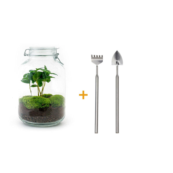Flaschengarten-Set „Kaffeepflanze" – DIY-Terrarium mit Coffea arabica und Werkzeug