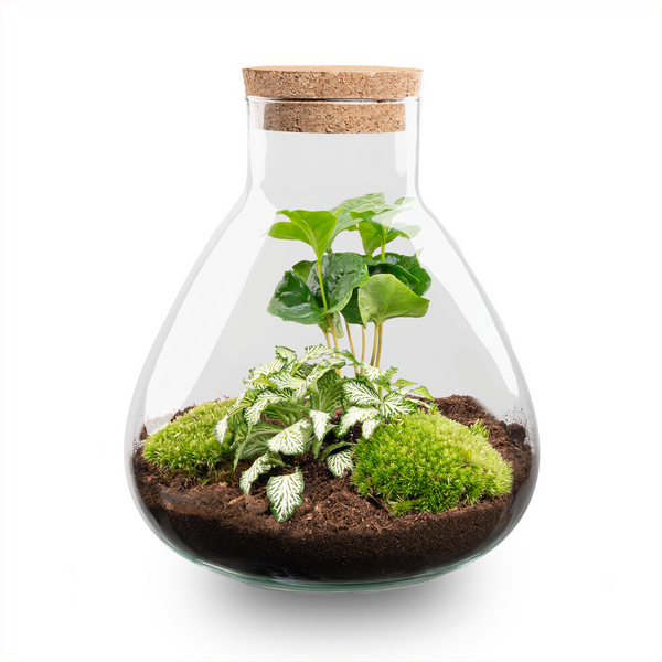 Flaschengarten-Set „Sammie" – DIY-Terrarium mit Kaffeepflanze