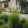 Prachtscharte ‚Alba' – Liatris spicata – Ansicht 6