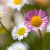 Spanisches Gänseblümchen – Erigeron karvinskianus – Ansicht 7