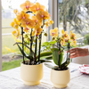 Schmetterlingsorchidee ‚Blossom Lima' – Phalaenopsis – Ansicht 9