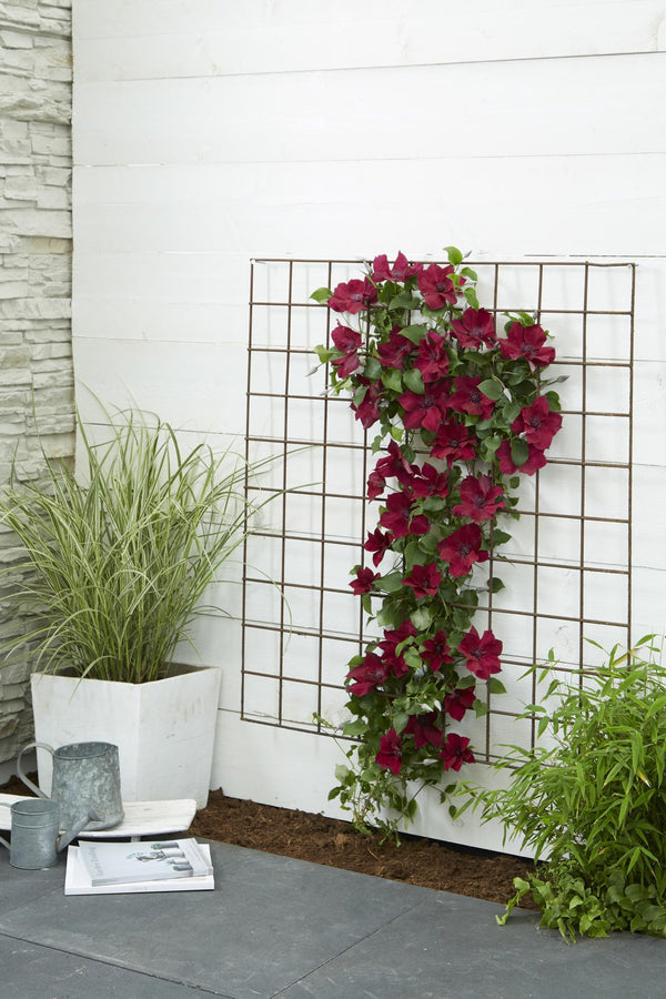 Waldrebe ‚Nubia' – Clematis – Ansicht 6