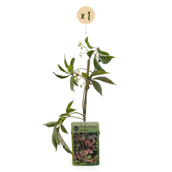 Chinesischer Wilder Wein – Parthenocissus henryana – Ansicht 2