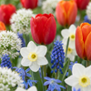 Sommerblüher-Set „Bulbs From Holland" – Blumenzwiebel-Mischung