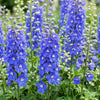 Rittersporn ‚Blue Bird' – Delphinium x cultorum – Ansicht 5