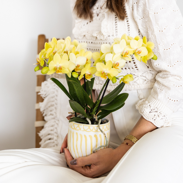 Schmetterlingsorchidee ‚Blossom Albenga' – Phalaenopsis – Ansicht 8