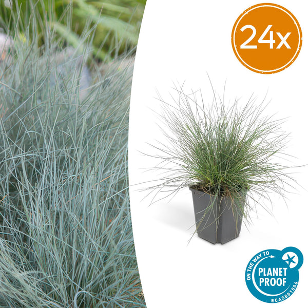 Blauschwingel ‚Elijah Blue' – Festuca glauca