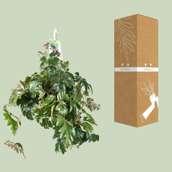 Königswein ‚Ellen Danica' – Cissus rhombifolia – Ansicht 3