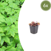 Herzblättrige Schaumblüte – Tiarella cordifolia – 6 Stück