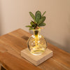 Calathea im Glas mit LED-Beleuchtung – Ansicht 5