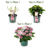 Bauernhortensie ‚Magical Revolution Pink' – Hydrangea macrophylla – Ansicht 4