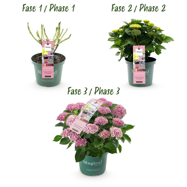Bauernhortensie ‚Magical Revolution Pink' – Hydrangea macrophylla – Ansicht 4