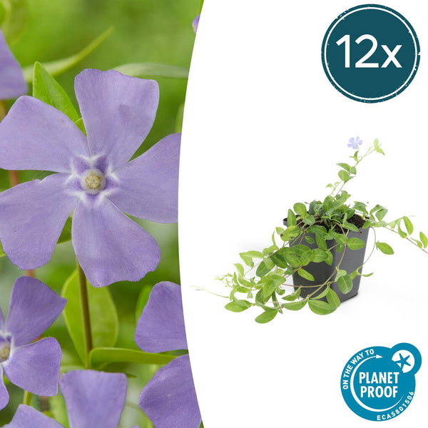 Kleines Immergrün ‚La Grave' – Vinca minor