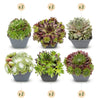 Hauswurz ‚Big Sam' – Sempervivum