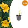Taglilie ‚Stella de Oro' – Hemerocallis
