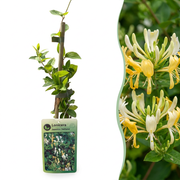 Japanisches Geißblatt ‚Halliana' – Lonicera japonica