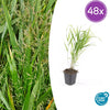 Japanisches Berggras – Hakonechloa macra