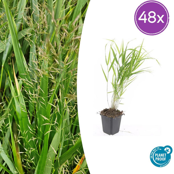 Japanisches Berggras – Hakonechloa macra