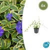 Kleines Immergrün ‚Blue and Gold' – Vinca minor – 6 Stück