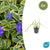 Kleines Immergrün ‚Blue and Gold' – Vinca minor – 6 Stück