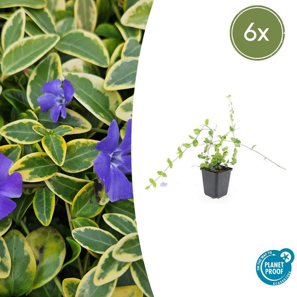 Kleines Immergrün ‚Blue and Gold' – Vinca minor – 6 Stück