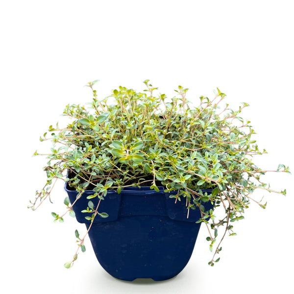 Kriech-Thymian ‚Minor' – Thymus praecox – Ansicht 2