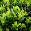 Spindelstrauch ‚Green Spire' – Euonymus japonicus – Ansicht 3