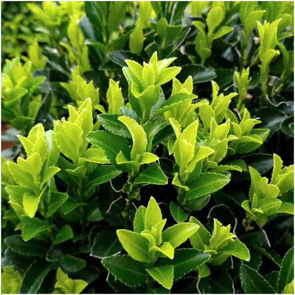 Spindelstrauch ‚Green Spire' – Euonymus japonicus – Ansicht 3