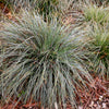 Japan-Segge ‚Everest' – Carex oshimensis – Ansicht 5