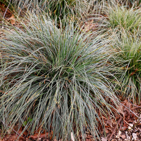 Japan-Segge ‚Everest' – Carex oshimensis – Ansicht 5