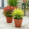 Himmelsbambus-Set „Duo" – Nandina domestica in Gelb & Rot – Ansicht 5