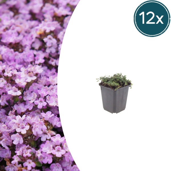 Frühblühender Thymian ‚Purple Beauty' – Thymus praecox